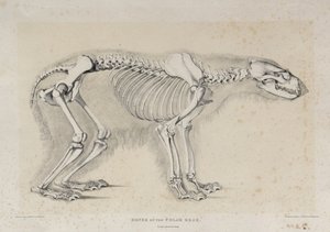 Huesos del oso polar, impreso por S. Lingham, publicado por Darton y Clark, Londres
